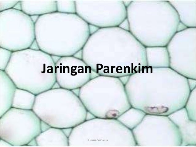 Featured image of post Inilah Cara Gambar Jaringan Dasar Pada Tumbuhan - Ayo Belajar gratis disini
