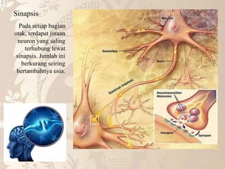Sinapsis
Pada setiap bagian
otak, terdapat jutaan
neuron yang saling
terhubung lewat
sinapsis. Jumlah ini
berkurang seiring
bertambahnya usia.
 