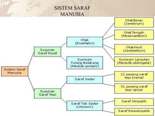 SISTEM SARAF
MANUSIA
 