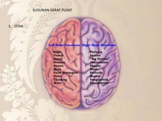 SUSUNAN SARAF PUSAT
1. OTAK
 