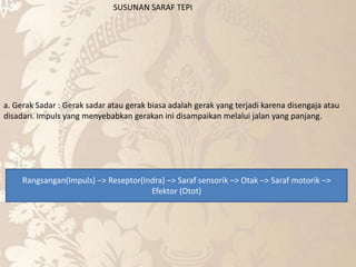 SUSUNAN SARAF TEPI
a. Gerak Sadar : Gerak sadar atau gerak biasa adalah gerak yang terjadi karena disengaja atau
disadari. Impuls yang menyebabkan gerakan ini disampaikan melalui jalan yang panjang.
Rangsangan(Impuls) –> Reseptor(Indra) –> Saraf sensorik –> Otak –> Saraf motorik –>
Efektor (Otot)
 