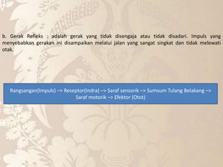b. Gerak Refleks : adalah gerak yang tidak disengaja atau tidak disadari. Impuls yang
menyebabkan gerakan ini disampaikan melalui jalan yang sangat singkat dan tidak melewati
otak.
Rangsangan(Impuls) –> Reseptor(Indra) –> Saraf sensorik –> Sumsum Tulang Belakang –>
Saraf motorik –> Efektor (Otot)
 