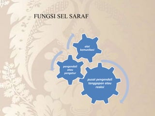 pusat pengendali
tanggapan atau
reaksi
pengendali
atau
pengatur
alat
komunikasi
FUNGSI SEL SARAF
 