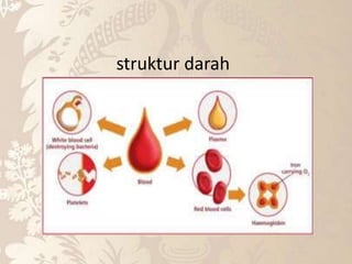 struktur darah
 