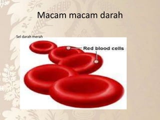 Macam macam darah
Sel darah merah
 