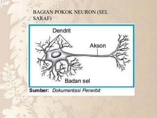 BAGIAN POKOK NEURON (SEL
SARAF)
 