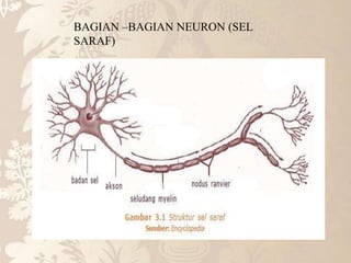 BAGIAN –BAGIAN NEURON (SEL
SARAF)
 