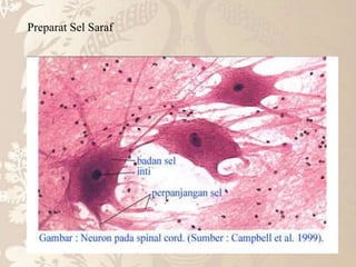 Preparat Sel Saraf
 