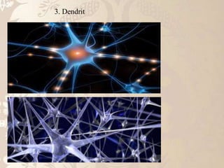 3. Dendrit
 