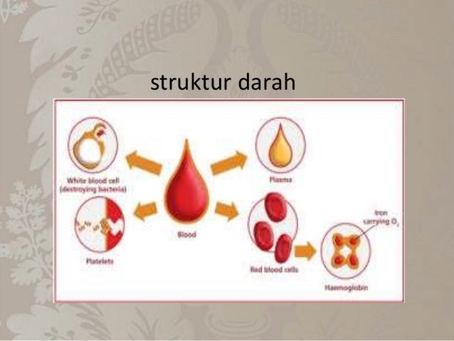 Ppt jaringan saraf dan darah