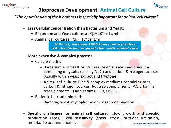 Javier Amayra Biotechnological Screening In Animal Cell Culture