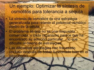Un ejemplo: Optimizar la síntesis de
   osmolitos para tolerancia a sequía
• La síntesis de osmolitos es una estrategia
  generalizada para retener el potencial osmótico
  dentro de la célula.
• El problema es que no es una respuesta
  conservada, y cada organismo parece que ha
  encontrado su solución particular… lo que
  dificulta el diseño de estrategias…
• Las diferentes estrategias han fracasado
  (incluso después de haber funcionado bien en el
  laboratorio).
 