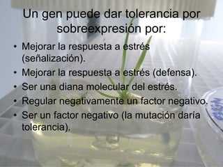 Un gen puede dar tolerancia por
       sobreexpresión por:
• Mejorar la respuesta a estrés
  (señalización).
• Mejorar la respuesta a estrés (defensa).
• Ser una diana molecular del estrés.
• Regular negativamente un factor negativo.
• Ser un factor negativo (la mutación daría
  tolerancia).
 