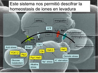Este sistema nos permitió descifrar la
    homeostasis de iones en levadura

                               setting                  energization



                                               +++      Li+, Na+
                   H+                                                  Polyaminesn+
                                               ---
                                                                            Aminoglycosidesn+
                        ADP      K+
                                                         ?
               ATP      + Pi
                                Trk1                           ?
Acid stress         Pma1                                                ?      Plasma membrane
                                               Hal4,5         Hal1
                                    CN
     YCK1,2
              Ptk2
                                                                Osmotic stress
                        Ppz1.Hal3
      Glucose                                           K+ starvation
                                         Na+   stress
      metabolism
                        Alkaline
                        stress
 