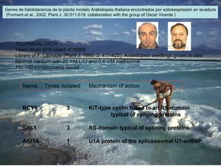 Genes de halotolerancia de la planta modelo Arabidopsis thaliana encontrados por sobreexpresión en levadura
(Forment et al., 2002, Plant J. 30:511-519; collaboration with the group of Oscar Vicente )




     TECHNICAL DATA
     Yeast strain G19 (ena1-4::HIS3)
     Library of F. Lacroute (Plant J. 1992, 2: 417-422): Arabidopsis seedlings grown in vitro
     Minimal medium with 25 mM LiCl and 0.4 mM methionine
     750.000 transformants tested


         Name       Times isolated        Mechanism of action


        RCY1                   3          K/T-type cyclin fused to an RS-domain
                                                  typical of splicing proteins

        SRL1                   3          RS-domain typical of splicing proteins

        AtU1A                  1          U1A protein of the spliceosomal U1-snRNP
 