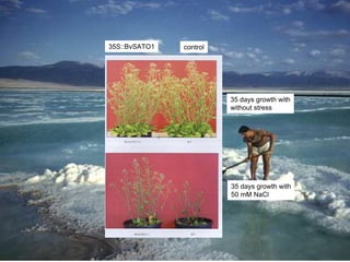 35S::BvSATO1   control




                         35 days growth with
                         without stress




                         35 days growth with
                         50 mM NaCl
 