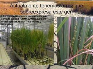 Actualmente tenemos arroz que
           sobreexpresa este gen
Y hemos empezado una colaboración con
Carmina Gisbert (COMAV, Valencia) para
sobreexpresar XERO1-3 en tomate y
berengena
 