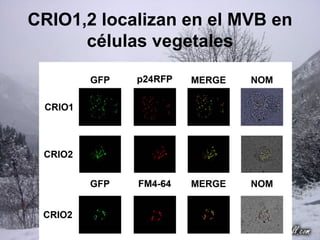 CRIO1,2 localizan en el MVB en
      células vegetales
 