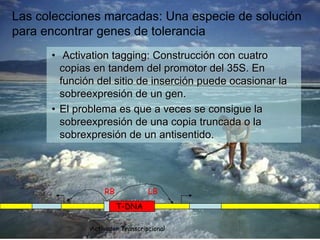 Las colecciones marcadas: Una especie de solución
para encontrar genes de tolerancia
      • Activation tagging: Construcción con cuatro
        copias en tandem del promotor del 35S. En
        función del sitio de inserción puede ocasionar la
        sobreexpresión de un gen.
      • El problema es que a veces se consigue la
        sobreexpresión de una copia truncada o la
        sobrexpresión de un antisentido.




                  RB             LB
                       T-DNA

              Activador Transcripcional
 