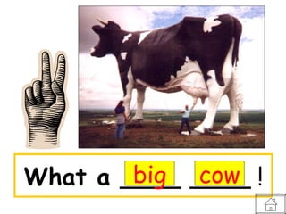 big cow
What a ____ ____ !