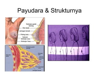 Payudara & Strukturnya
 