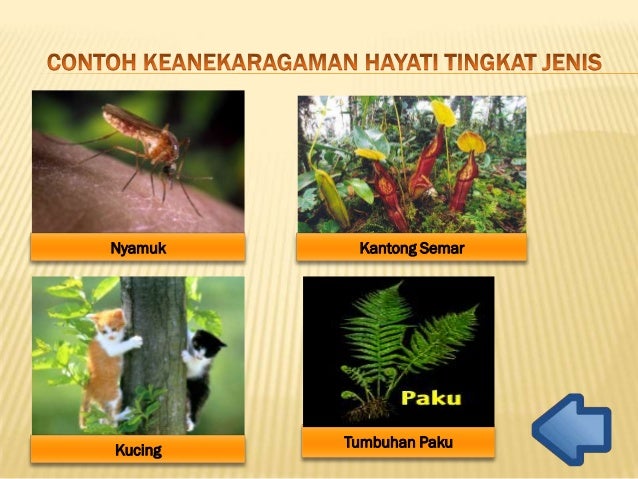 Ppt keanekaragaman hayati