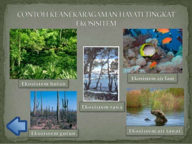 Ppt keanekaragaman hayati
