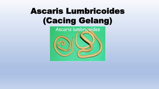 Ascaris Lumbricoides
(Cacing Gelang)
 