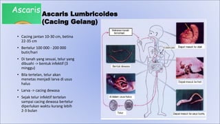 • Cacing jantan 10-30 cm, betina
22-35 cm
• Bertelur 100 000 - 200 000
butir/hari
• Di tanah yang sesuai, telur yang
dibuahi -> bentuk infektif (3
minggu)
• Bila tertelan, telur akan
menetas menjadi larva di usus
halus
• Larva -> cacing dewasa
• Sejak telur infektif tertelan
sampai cacing dewasa bertelur
diperlukan waktu kurang lebih
2-3 bulan
Ascaris Lumbricoides
(Cacing Gelang)
 