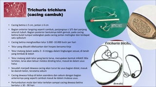 Trichuris trichiura
(cacing cambuk)
• Cacing betina ± 5 cm, jantan ± 4 cm
• Bagian anterior langsing seperti cambuk, panjangnya ± 3/5 dari panjang
seluruh tubuh. Bagian posterior bentuknya lebih gemuk; pada cacing
betina bulat tumpul sedangkan pada cacing jantan melingkar dan terdapat
satu spikulum
• Cacing betina menghasilkan telur 3.000 -10.000 butir per hari
• Telur yang dibuahi dikeluarkan dari hospes bersama tinja
• Telur matang dalam waktu 3 - 6 minggu dalam lingkungan sesuai, di tanah
yang lembab & teduh
• Telur matang ialah telur yang berisi larva, merupakan bentuk infektif. Bila
tertelan, larva akan keluar melalui dinding telur, masuk ke dalam usus
halus
• Sesudah menjadi dewasa cacing akan turun ke usus bagian distal, masuk
ke daerah kolon, terutama sekum
• Cacing dewasa hidup di kolon asendens dan sekum dengan bagian
anteriornya yang seperti cambuk masuk ke dalam mukosa usus.
• Pertumbuhan mulai dari telur tertelan sampai cacing dewasa betina
bertelur ± 30 - 90 hari
 