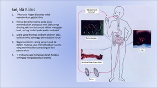 Gejala Klinis
1. Trikuriasis ringan biasanya tidak
memberikan gejala klinis
2. Infeksi berat terutama pada anak,
menimbulkan prolapsus rekti (keluarnya
dinding rektum dari anus) akibat mengejan
kuat, sering timbul pada waktu defekasi
3. Diare yang diselingi sindrom disentri atau
kolitis kronis, sehingga berat badan turun
4. Bagian anterior cacing yang masuk ke
dalam mukosa usus menyebabkan trauma
yang menimbulkan peradangan dan
perdarahan
5. T. trichiura juga mengisap darah hospes,
sehingga mengakibatkan anemia
 