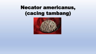 Necator americanus,
(cacing tambang)
 
