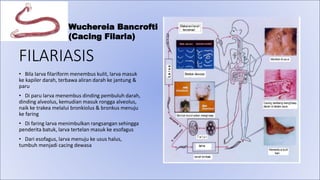 FILARIASIS
• Bila larva filariform menembus kulit, larva masuk
ke kapiler darah, terbawa aliran darah ke jantung &
paru
• Di paru larva menembus dinding pembuluh darah,
dinding alveolus, kemudian masuk rongga alveolus,
naik ke trakea melalui bronkiolus & bronkus menuju
ke faring
• Di faring larva menimbulkan rangsangan sehingga
penderita batuk, larva tertelan masuk ke esofagus
• Dari esofagus, larva menuju ke usus halus,
tumbuh menjadi cacing dewasa
Wuchereia Bancrofti
(Cacing Filaria)
 