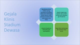 Gejala
Klinis
Stadium
Dewasa
Manifestasi klinis
infeksi cacing
tambang merupakan
akibat dari kehilangan
darah karena invasi
parasit di mukosa dan
submukosa usus
halus
Gejala tergantung
spesies dan jumlah
cacing serta keadaan
gizi Penderita
Anemia hipokrom
mikrositer dan
eosinophilia
Daya tahan berkurang
dan prestasi kerja
turun
 