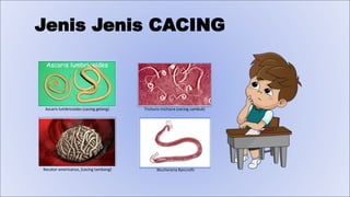 Ascaris lumbricoides (cacing gelang) Trichuris trichiura (cacing cambuk)
Wuchereria Bancrofti
Necator americanus, (cacing tambang)
Jenis Jenis CACING
 