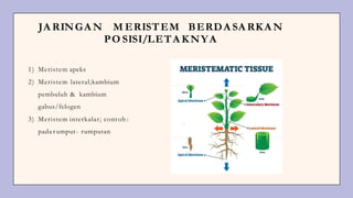 1) Meristem apeks
2) Meristem lateral;kambium
pembuluh & kambium
gabus/felogen
3) Meristem interkalar; contoh :
pada r umput- rumputan
JA RINGA N M ERISTEM BERDA SA RKA N
PO SISI/LETA KNYA
 