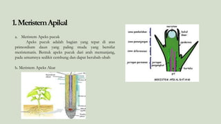 1.MeristemApikal
a. Meristem Apeks pucuk
Apeks pucuk adalah bagian yang tepat di atas
primordium daun yang paling muda yang bersifat
meristematis. Bentuk apeks pucuk dari arah memanjang,
pada umumnya sedikit cembung dan dapat berubah-ubah
b. Meristem Apeks Akar
 