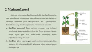 2.MeristemLateral
Meristem ini termasuk kambium pembuluh dan kambium gabus
yang menyebabkan pertumbuhan menebal dan melebar jauh dari apeks,
umumnya ditemukan pada Dicotyledoneae dan Gymnospermae.
Pertumbuhan yang dihasilkannya disebut pertumbuhan sekunder.
a. Kambium pembuluh Ialah meristem sekunder yang berfungsi
membentuk ikatan pembuluh (xylem dan floem) sekunder. Bentuk
selnya seperti pipa atau berkas-berkas memanjang sejajar
permukaaan batang atau akar.
b. Kambium gabus atau felogen adalah meristem yang menghasilkan
periderm. Sel gabus ditandai oleh adanya zat gabus (suberin) dalam
dinding sel nya.
 