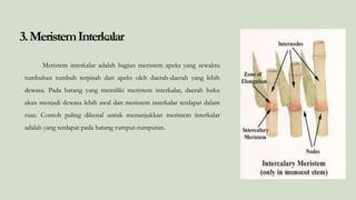 3.MeristemInterkalar
Meristem interkalar adalah bagian meristem apeks yang sewaktu
tumbuhan tumbuh terpisah dari apeks oleh daerah-daerah yang lebih
dewasa. Pada batang yang memiliki meristem interkalar, daerah buku
akan menjadi dewasa lebih awal dan meristem interkalar terdapat dalam
ruas. Contoh paling dikenal untuk menunjukkan meristem interkalar
adalah yang terdapat pada batang rumput-rumputan.
 