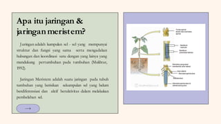 Apa itu jaringan &
jaringanmeristem?
Jaringan adalah kumpulan sel - sel yang mempunyai
struktur dan fungsi yang sama serta mengadakan
hubungan dan koordinasi satu dengan yang lainya yang
mendukung pertumbuhan pada tumbuhan (Mukhtar,
1992).
Jaringan Meristem adalah suatu jaringan pada tubuh
tumbuhan yang berisikan sekumpulan sel yang belum
berdiferensiasi dan aktif beraktivitas dalam melakukan
pembelahan sel.
 