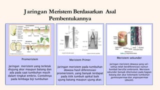 Promeristem
Jaringan meristem yang terletak
diujung akar maupun batang dan
ada pada saat tumbuhan masih
dalam tingkat embrio.
Contohnya pada lembaga biji
tumbuhan.
Jaringan Meristem Berdasarkan Asal
Pembentukannya
Meristem Primer
Uraikan secara singkat hal
yang ingin Anda bahas.
Meristem Sekunder
Uraikan secara singkat hal
yang ingin Anda bahas.
Promeristem
Jaringan meristem yang terletak
diujung akar maupun batang dan
ada pada saat tumbuhan masih
dalam tingkat embrio. Contohnya
pada lembaga biji tumbuhan.
Meristem Primer
Jaringan meristem pada tumbuhan
dewasa hasil diferensiasi
promeristem, yang banyak terdapat
pada titik tumbuh apikal baik
ujung batang maupun ujung akar.
Meristem sekunder
Jaringan meristem dewasa yang sel-
selnya telah berdiferensiasi namun
kembali bersifat embrionik. Meristem
sekunder banyak ditemukan pada bagian
batang dan akar kelompok tumbuhan
gymnospermae dan angiospermae
(dikotil).
 
