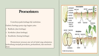 Promeristem
Contohnya pada lembaga biji tumbuhan.
Embrio/lembaga punya tiga bagian yaitu:
o Radikula (akar lembaga)
o Kotiledon (daun lembaga)
o Kaulikulus (batang lembaga)
Promeristem tersusun atas sel-sel intial yang selanjutnya
berkembang menjadi protoderm, prokambium, dan meristem
dasar.
 