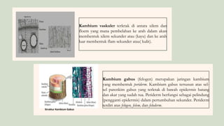 Struktur Kambium Gabus
Kambium vaskuler terletak di antara xilem dan
floem yang mana pembelahan ke arah dalam akan
membentuk xilem sekunder atau (kayu) dan ke arah
luar membentuk flam sekunder atau( kulit).
Kambium gabus (felogen) merupakan jaringan kambium
yang membentuk periderm. Kambium gabus tersusun atas sel-
sel parenkim gabus yang terletak di bawah epidermis batang
dan akar yang sudah tua. Periderm berfungsi sebagai pelindung
(pengganti epidermis) dalam pertumbuhan sekunder. Periderm
terdiri atas felogen, felem, dan feloderm.
 