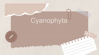 Cyanophyta
 