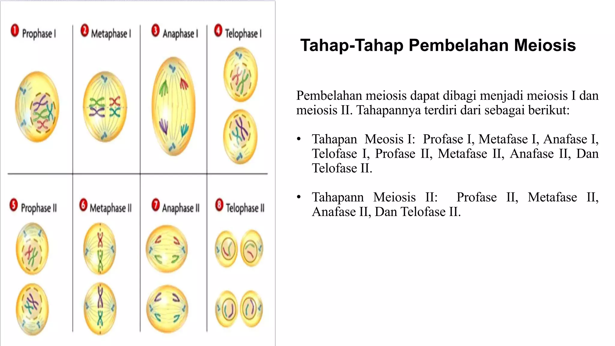 Ppt Kel 2 (Mitosis dan Meiosis) (1).pptx