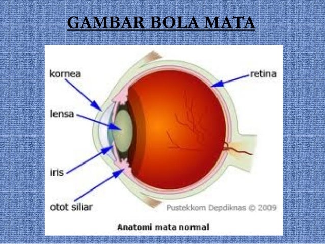 Ipa Kelas 8 Alat Indera Manusia