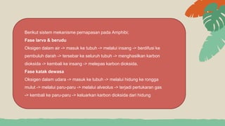 Berikut sistem mekanisme pernapasan pada Amphibi;
Fase larva & berudu
Oksigen dalam air -> masuk ke tubuh -> melalui insang -> berdifusi ke
pembuluh darah -> tersebar ke seluruh tubuh -> menghasilkan karbon
dioksida -> kembali ke insang -> melepas karbon dioksida.
Fase katak dewasa
Oksigen dalam udara -> masuk ke tubuh -> melalui hidung ke rongga
mulut -> melalui paru-paru -> melalui alveolus -> terjadi pertukaran gas
-> kembali ke paru-paru -> keluarkan karbon dioksida dari hidung
 