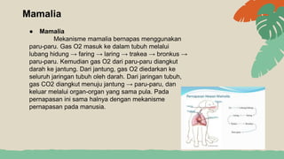 Mamalia
● Mamalia
Mekanisme mamalia bernapas menggunakan
paru-paru. Gas O2 masuk ke dalam tubuh melalui
lubang hidung → faring → laring → trakea → bronkus →
paru-paru. Kemudian gas O2 dari paru-paru diangkut
darah ke jantung. Dari jantung, gas O2 diedarkan ke
seluruh jaringan tubuh oleh darah. Dari jaringan tubuh,
gas CO2 diangkut menuju jantung → paru-paru, dan
keluar melalui organ-organ yang sama pula. Pada
pernapasan ini sama halnya dengan mekanisme
pernapasan pada manusia.
 