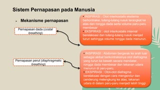 Sistem Pernapasan pada Manusia
 Mekanisme pernapasan
Pernapasan dada (costal
breathing)
Pernapasan perut (diaphragmatic
breathing)
• INSPIRASI : Otot interkostalis eksterna
berkontraksi, tulang-tulang rusuk terangkat ke
atas dan rongga dada serta volume paru-paru
membesar
• EKSPIRASI : otot interkostalis internal
berelaksasi dan tulang-tulang rusuk menjad
turun sehingga volume rongga dada menurun.
• INSPIRASI : Abdomen bergerak ke arah luar
sebagai akibat berkontraksinya otot diafragma
yang turun ke bawah secara mendatar,
rongga dada membesar dan tekanan udara
menurun di paru-paru.
• EKSPIRASI : Otot-otot diafragma
berelaksasi dengan cara mengendur dan
cenderung melengkung ke atas, tekanan
udara di dalam paru-paru menjadi lebih tinggi .
 