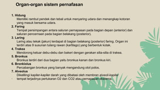Organ-organ sistem pernafasan
1. Hidung
Memiliki rambut pendek dan tebal untuk menyaring udara dan menangkap kotoran
yang masuk bersama udara.
2. Faring
Tempat persimpangan antara saluran pernapasan pada bagian depan (anterior) dan
saluran pencernaan pada bagian belakang (posterior).
3. Laring
Laring atau tekak (jakun) terdapat di bagian belakang (posterior) faring. Organ ini
terdiri atas 9 susunan tulang rawan (kartilago) yang berbentuk kotak.
4. Trakea
Mendorong keluar debu-debu dan bakeri dengan gerakan silia-silia di trakea.
5. Bronkus
Bronkus terdiri dari dua bagian yaitu bronkus kanan dan bronkus kiri.
6. Bronkiolus
Percabangan bronkus yang banyak mengandung otot polos.
7. Alveolus
Dikelilingi kapiler-kapiler darah yang dibatasi oleh membran alveoli-kapiler
· tempat terjadinya pertukaran O2 dan CO2 atau pernapasan eksterna.
 